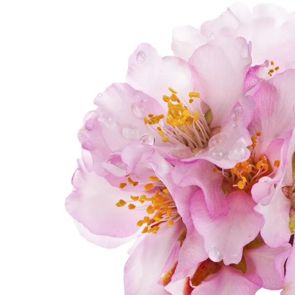 depositphotos_67104349-stock-photo-spring-almond-blossoms